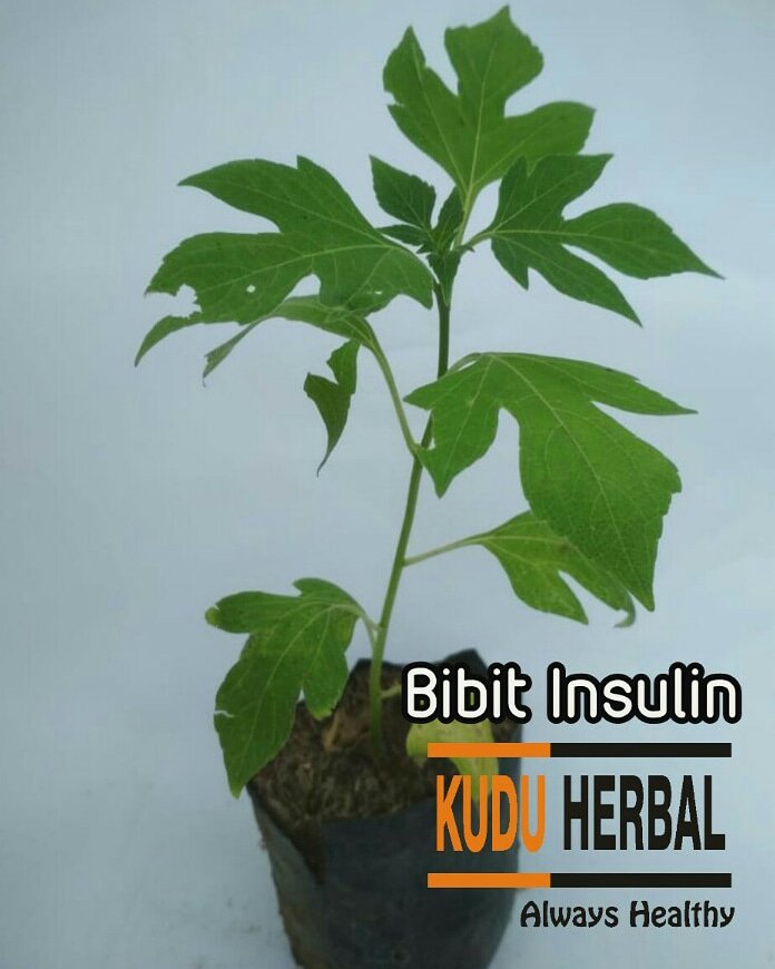 kuduherbal's tweet photo. Jual bibit tanaman obat Insulin
Yang minat, geser via wa ya: 085727812151

#kuduherbal,  #tanamanherbalsemarang, #jualtanamanobat, #tanamaninsulin, #dauninsulinsemarang, #dauninsulin, #bawangdayak, #jualinsulin, #jualbibitinsulin,

https://t.co/kntiujR4ml https://t.co/XMwvrMztdi