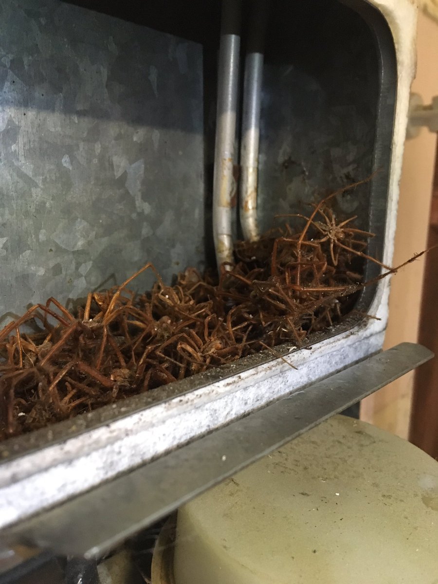 Boiler arachnophobia