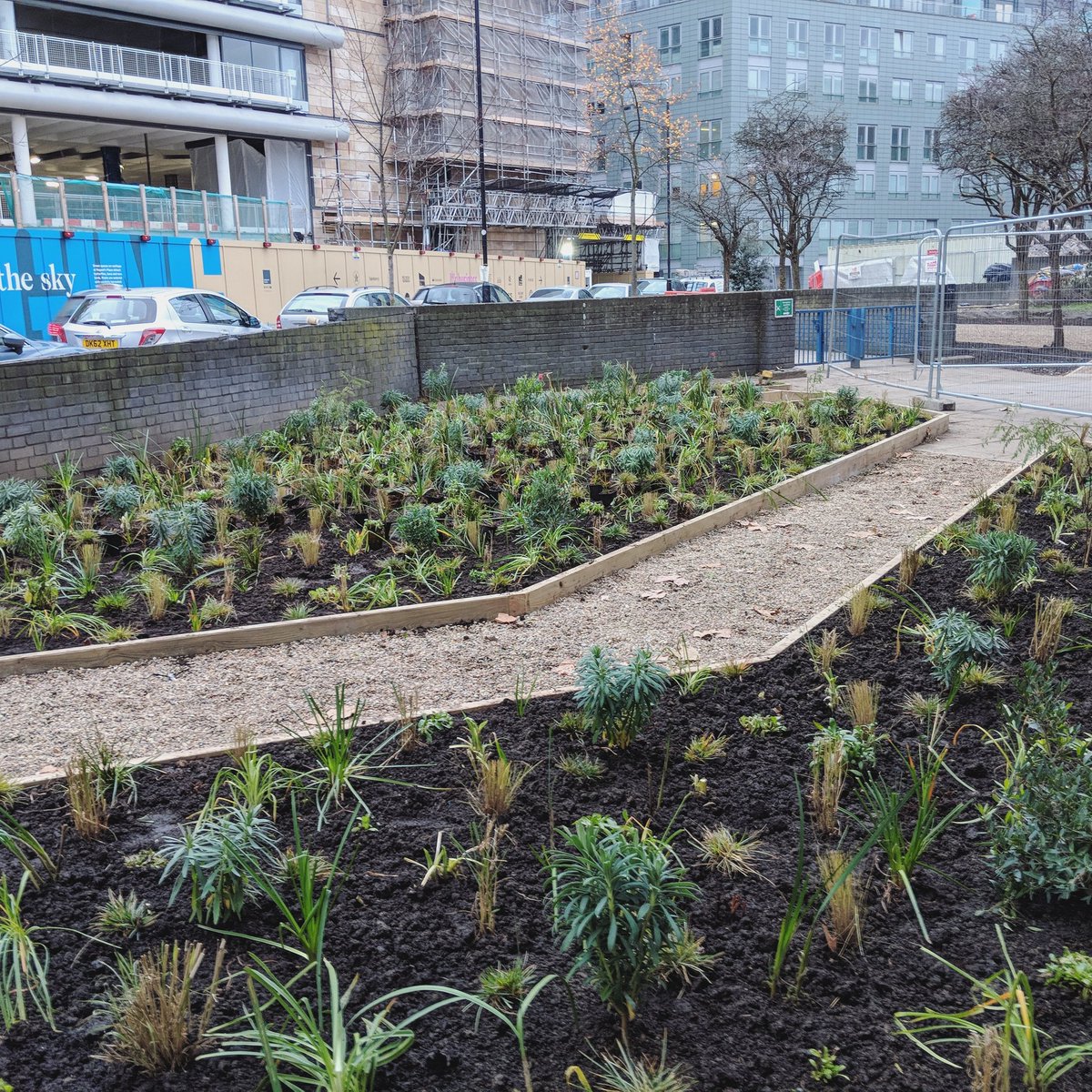 Great to get stuck into some planting today with @cityscapesuk on their #pocketpark for #eustongreenlink #communitypark #matrixplanting #ecologicalplanting #perrenialmeadow