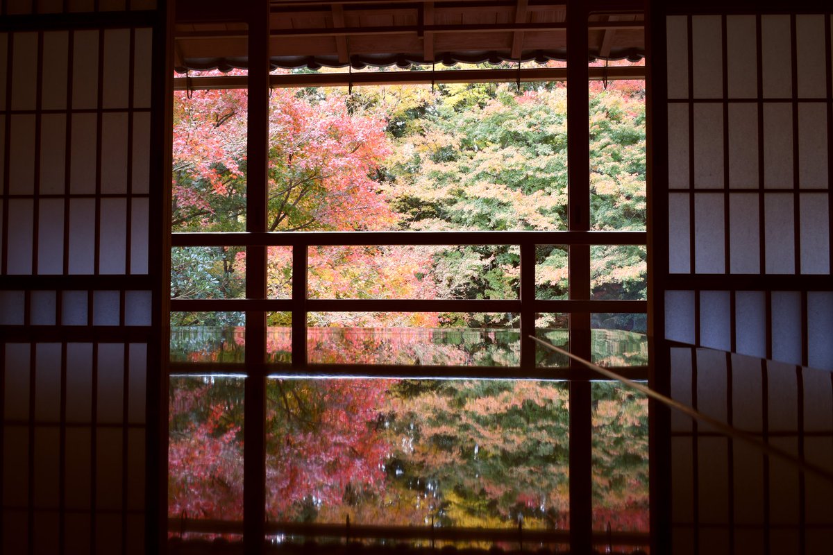 _branch_'s tweet photo. 高揚する紅葉置いておきますね https://t.co/MnvFvxLIvB