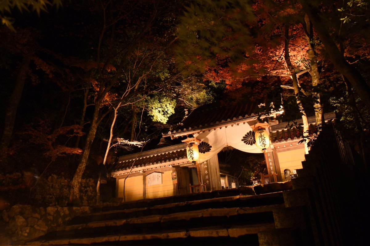 _branch_'s tweet photo. 高揚する紅葉置いておきますね https://t.co/MnvFvxLIvB