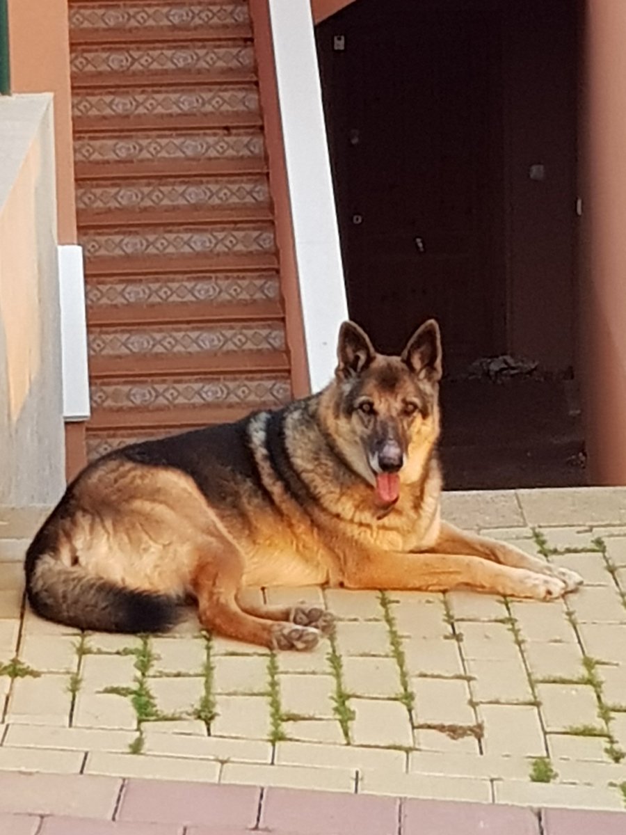 magickko's tweet photo. Esta mañana nos hemos encontrado a esta perrita cerca de nuestra casa de Isla Plana (Murcia). Tiene collar aunque parece abandonada, tenía mucha sed y hambre, igual lleva días aquí sola. Si alguien sabe algo MD, se agradece difusión. https://t.co/RvOcU4vAYV