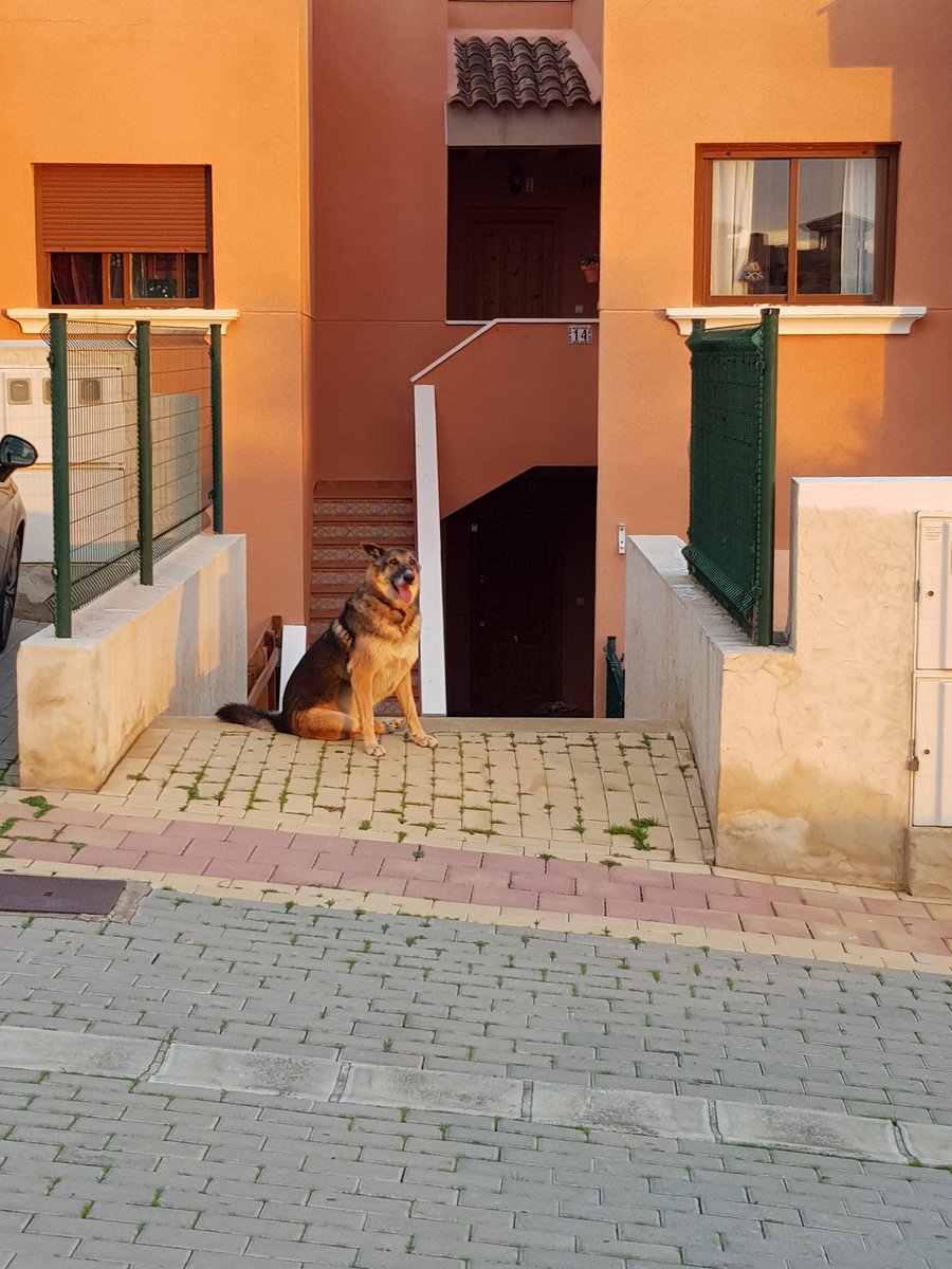 magickko's tweet photo. Esta mañana nos hemos encontrado a esta perrita cerca de nuestra casa de Isla Plana (Murcia). Tiene collar aunque parece abandonada, tenía mucha sed y hambre, igual lleva días aquí sola. Si alguien sabe algo MD, se agradece difusión. https://t.co/RvOcU4vAYV