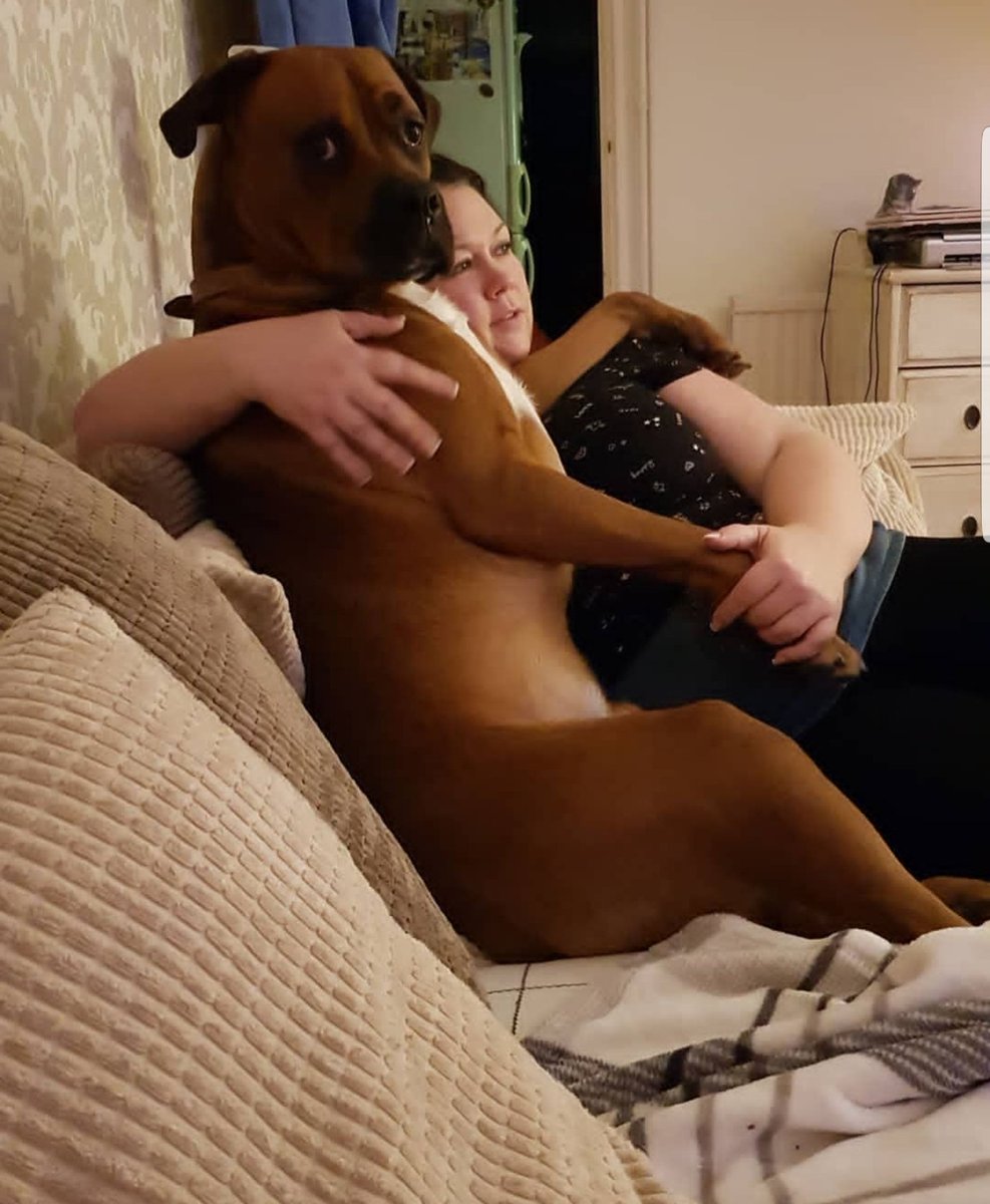 BoxweilerApollo's tweet image. Mum was watching a movie and she looked like she needed a hug.  I think I slipped on there before dad could.  😬 #dogsoftwitter #bromocrew #boxerdogs #apollo