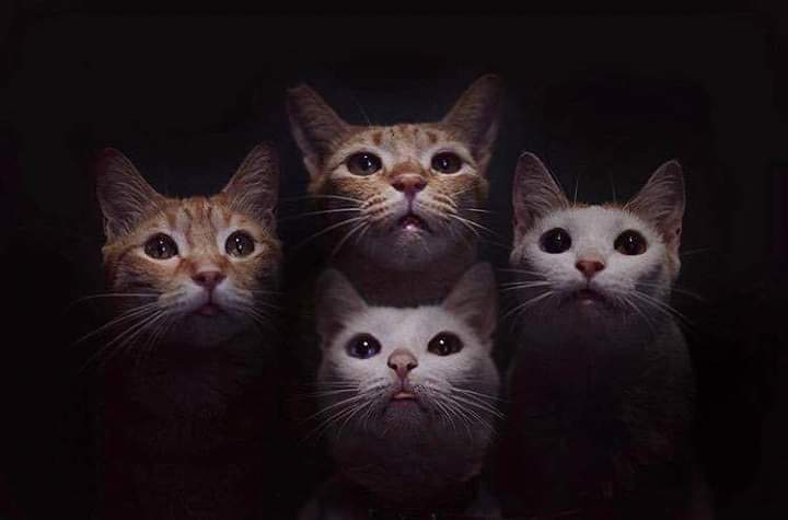 SalcedoDanielB's tweet photo. Is this a real cat... https://t.co/yf8sjCB3zo