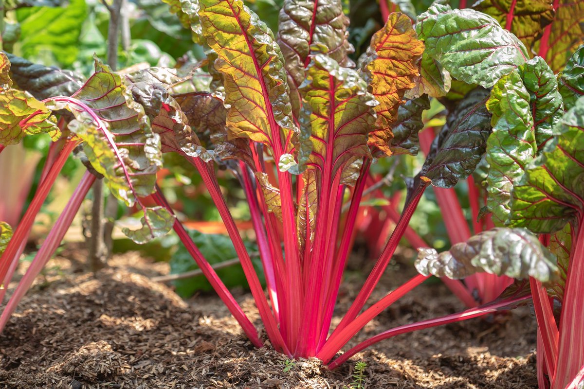 GYOmag's tweet photo. Continue to pick tasty produce from the garden this month, including #cabbages, #chard, #celeriac, Jerusalem #artichoke, #spinach, #kale, #kohlrabi, #leeks and #chicory! What have you harvested this #weekend? #Harvest2018 https://t.co/lPG7RWE7Uw