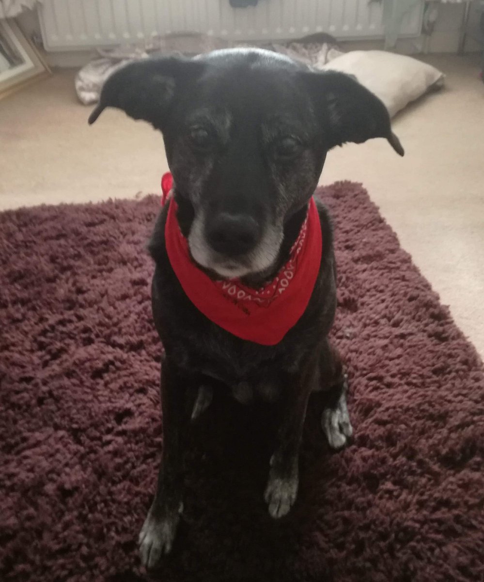 nikdave's tweet photo. So today we had to say goodbye to our gorgeous Tyr. 13 years with us love and miss you baby xxxx https://t.co/DcDEkG9rIH