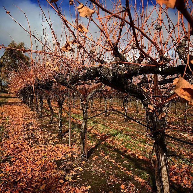 RT <a href="/SunImpressions/">Gretchen Fogelstrom</a>: Fall in the Sonoma wine country.
.
#californiawine #oldvinezin ift.tt/2FHdxun  #winetalks