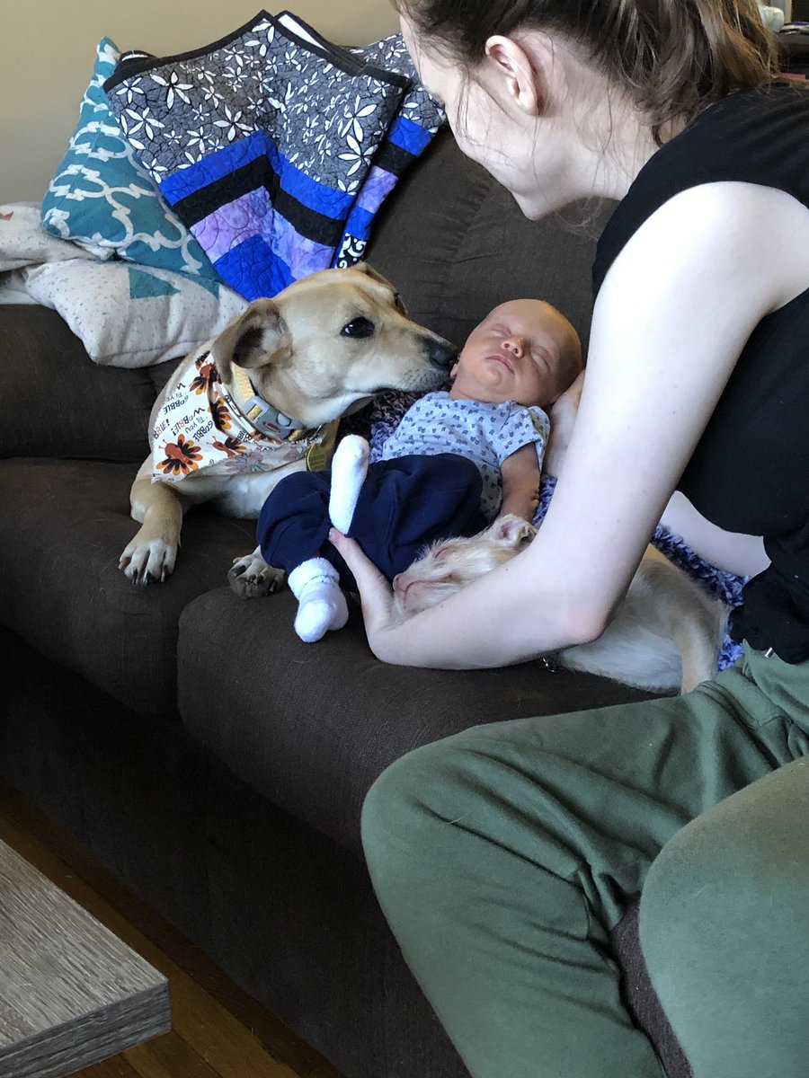 LSM_Jordan's tweet photo. Look at my dogs loving on their baby brother 😍😭 https://t.co/3eKyrQDGP3