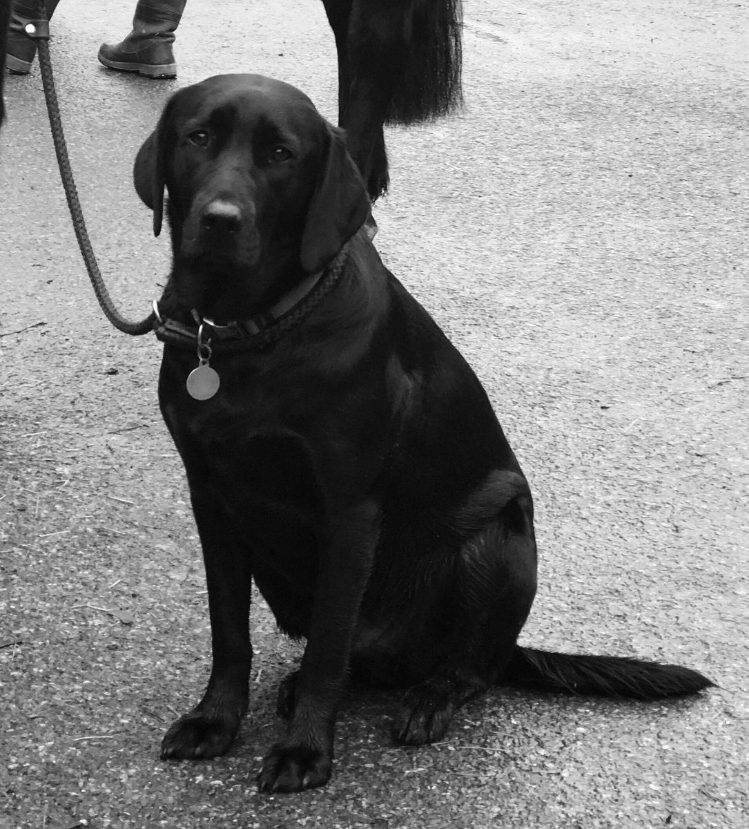 WendyFleet1's tweet photo. Finally a well behaved boy after a weekend of #squirrelchasing kept me #MercerActive @lifeatmercer https://t.co/Oe9VAERnlG