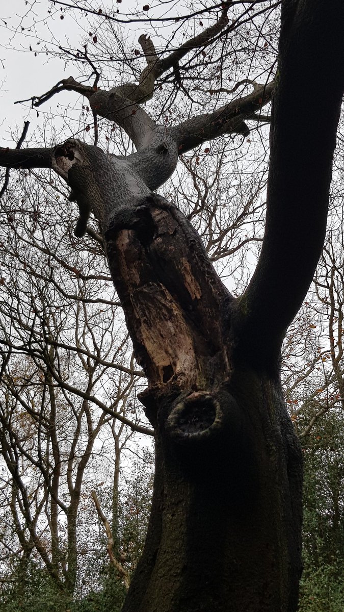 sally_rewilding's tweet photo. An excellent course - Intro to Endoscope Surveys for Bats with @BrumBats for the #urbanbatproject
All about licencing, potential roost features (PRF) and how to safely use endoscopes in the field! Can you guess which picture is the butt-rot PRF? 😂 #battyaboutbats #woodland https://t.co/moJreHkEP9