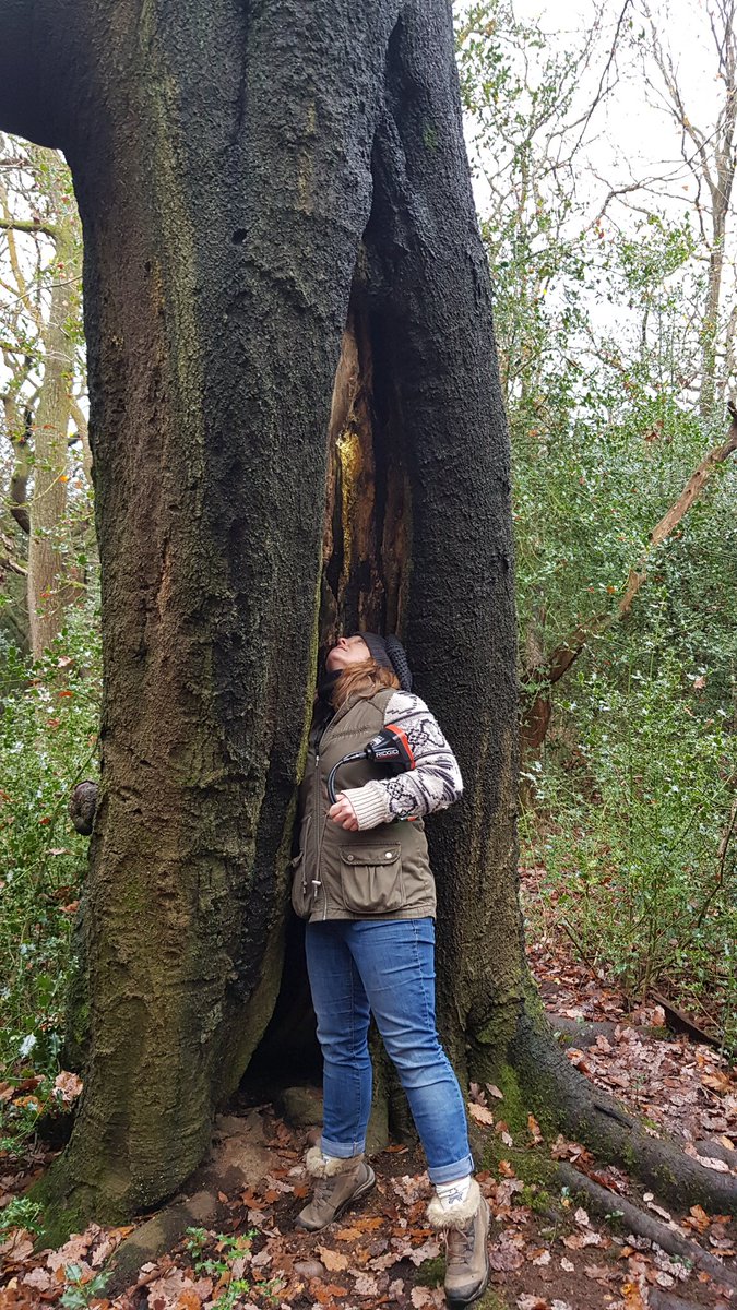 sally_rewilding's tweet photo. An excellent course - Intro to Endoscope Surveys for Bats with @BrumBats for the #urbanbatproject
All about licencing, potential roost features (PRF) and how to safely use endoscopes in the field! Can you guess which picture is the butt-rot PRF? 😂 #battyaboutbats #woodland https://t.co/moJreHkEP9