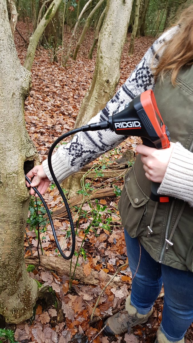 sally_rewilding's tweet photo. An excellent course - Intro to Endoscope Surveys for Bats with @BrumBats for the #urbanbatproject
All about licencing, potential roost features (PRF) and how to safely use endoscopes in the field! Can you guess which picture is the butt-rot PRF? 😂 #battyaboutbats #woodland https://t.co/moJreHkEP9