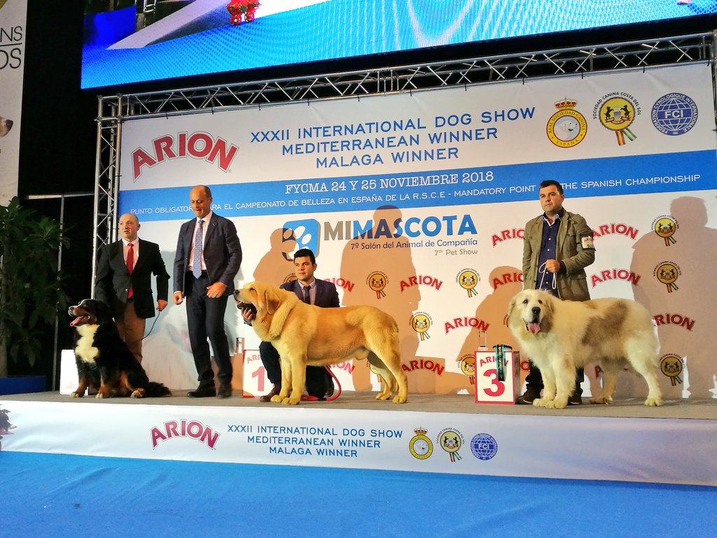 ¡Seguimos conociendo ganadores de los diferentes grupos de la XXXIII Exposición Internacional Canina en el Ring de Honor de #MiMascotaMLG 🐕🐩 ¡Ya queda menos para conocer al campeón absoluto! @Arion_ES <a href="/PrensaSCCS/">Prensa SCCS</a>