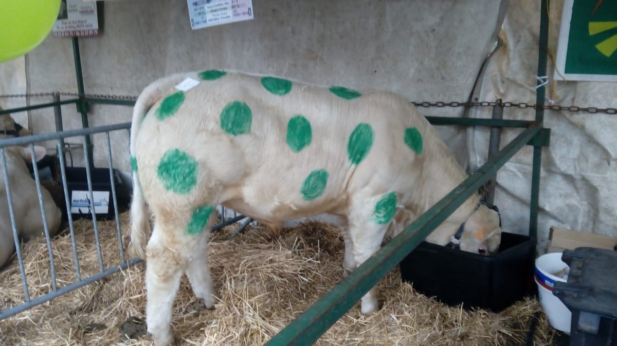 ChristianFrays2's tweet photo. @groupamaPVL établissement de la Somme présent à la foire de la Saint Clément à Airaines. Présence des collaborateurs, des administrateurs, des élus, d'un nombreux public et d une vache Cerise ! https://t.co/OoBGtgSN5d