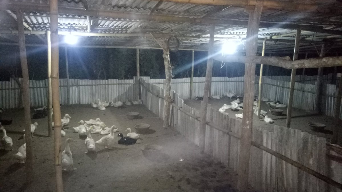 INGSUN_ABDILLAH's tweet photo. Tadi lihat budidaya bebek hibrida pedaging. Panen umur 35-40 hari dg bobot 1,5-2 kg, disesuaikan dg spek kebutuhan konsumen!
#SumberProteinHewani
#Probiotik
#Herbal
#FermentedFeed https://t.co/FIJ1a3uTfx