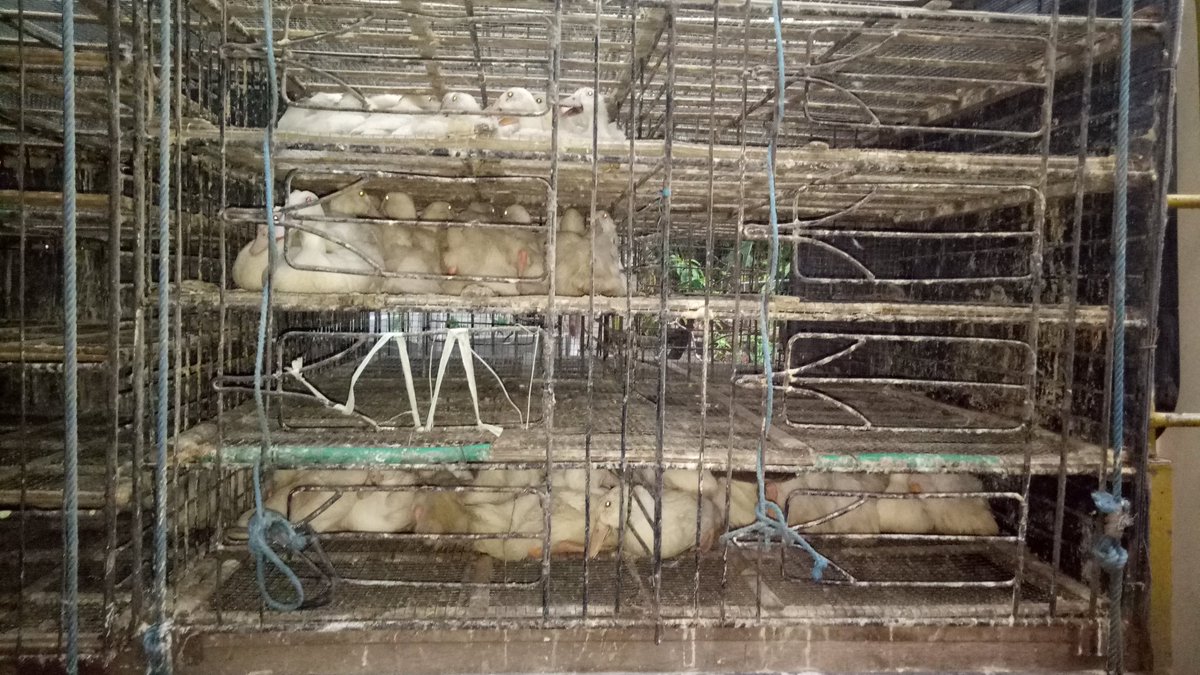 INGSUN_ABDILLAH's tweet photo. Tadi lihat budidaya bebek hibrida pedaging. Panen umur 35-40 hari dg bobot 1,5-2 kg, disesuaikan dg spek kebutuhan konsumen!
#SumberProteinHewani
#Probiotik
#Herbal
#FermentedFeed https://t.co/FIJ1a3uTfx