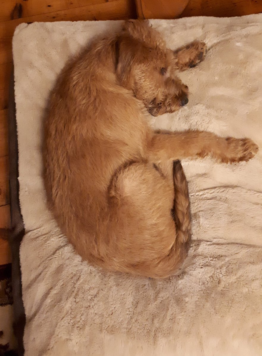 GossGeekGirl's tweet photo. Had an exciting day today. Dad gave me a shower; a little girl & a man came to my house; I got too excited so mum took me for a walk & I played & walked with a new friend for ages while mum was talking; I then went in mums car for a drive. #SleepTimeNow #IrishTerrier #puppyLife https://t.co/1Q0pDzqpuQ