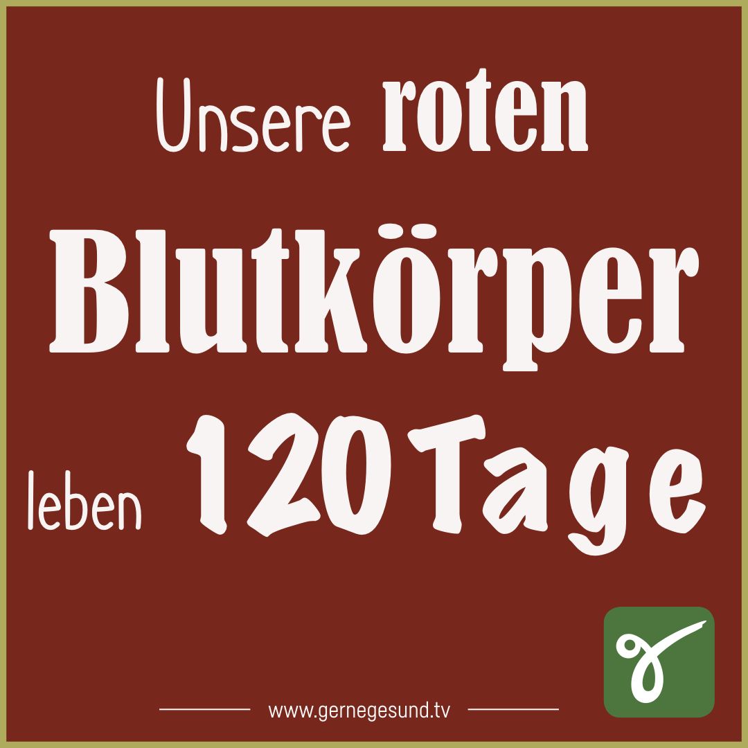 Gesundheitswissen ToGo☝🏻
Wie lange lebt ein rotes Blutkörperchen im Durchschnitt?
...morgen folgt mehr! 
#gernegesund