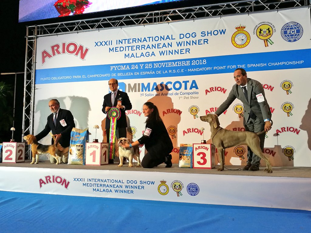 Y el Bulldog Inglés se ha proclamado como el Mejor Cachorro de la XXXII Exposición Internacional Canina / #MediterraneanWinner de #Málaga 🐕👏 ¡Felicidades! #MiMascotaMLG @Arion_ES <a href="/PrensaSCCS/">Prensa SCCS</a>