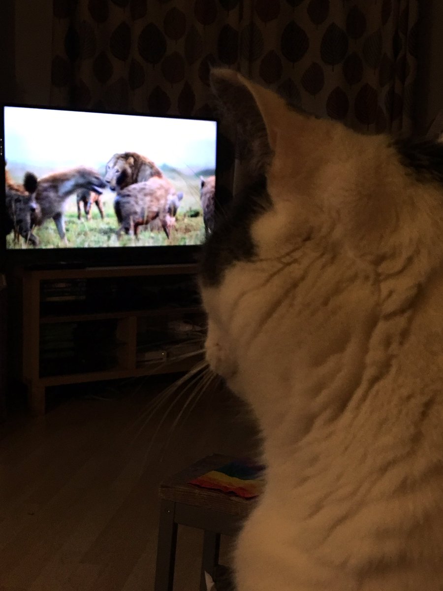 Just some little cats transfixed by some lions on TV