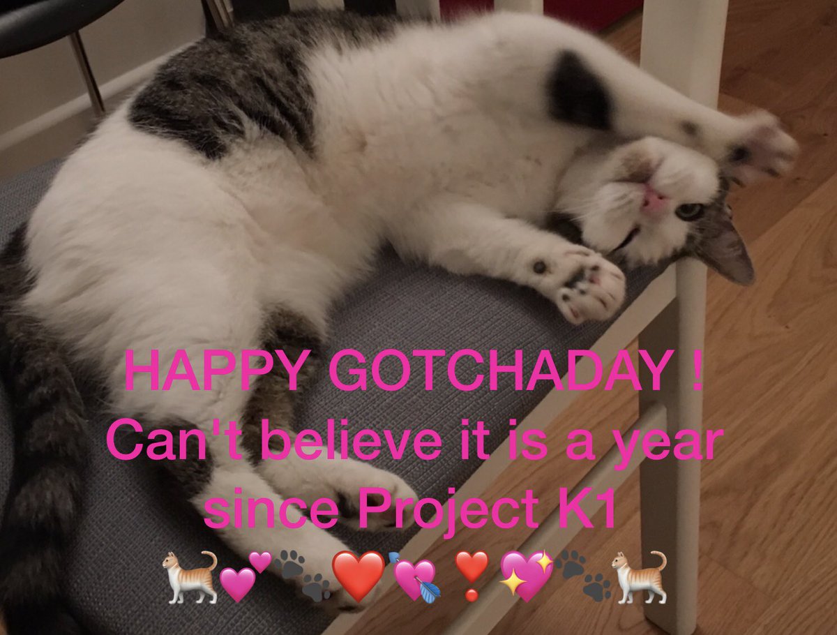 AnneMay71755911's tweet photo. Hello people @KeighleyCatCare @truekindhelpful @MoetBlindCat @lena_valentin_ @henryandfriends @PoppyTuxedo @clasicats @CatsofTwitter @projectK1
& all old + new friends who tweet - I've been here 1 year, can't believe it! This was first photo taken of me just after arrival ๐ป https://t.co/wZ8HsqPVQJ