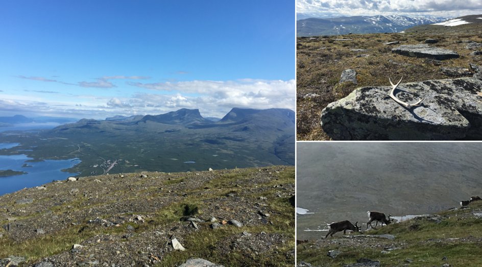 AMacD_UGuelph's tweet photo. The MacDougall lab is hiring - PhD positon in plant phenology and climate change in the high arctic. 4yrs, fully funded. Research can be eco and/or evo. Field work in northern Scandinavia. contact asm@uoguelph.ca @MacD_EcologyLab @CSEE_Meetings https://t.co/bGiLFAbKOg