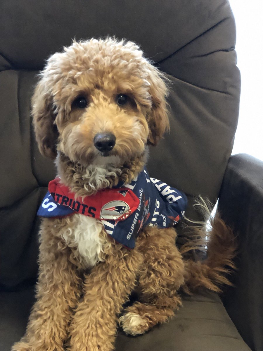CrazyDomo's tweet photo. Pancake is ready for the @Patriots game! #DoYourJob #PancakePuppy https://t.co/ivBbhaPj8Y
