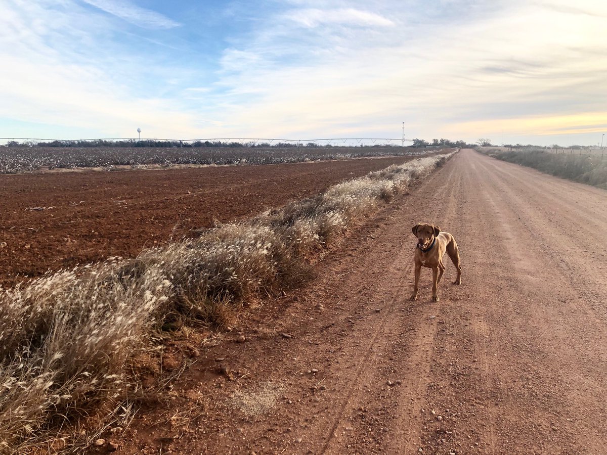 pineyro's tweet image. Morning run along the cotton fields. #runningbuddy #redlab #RuleTX