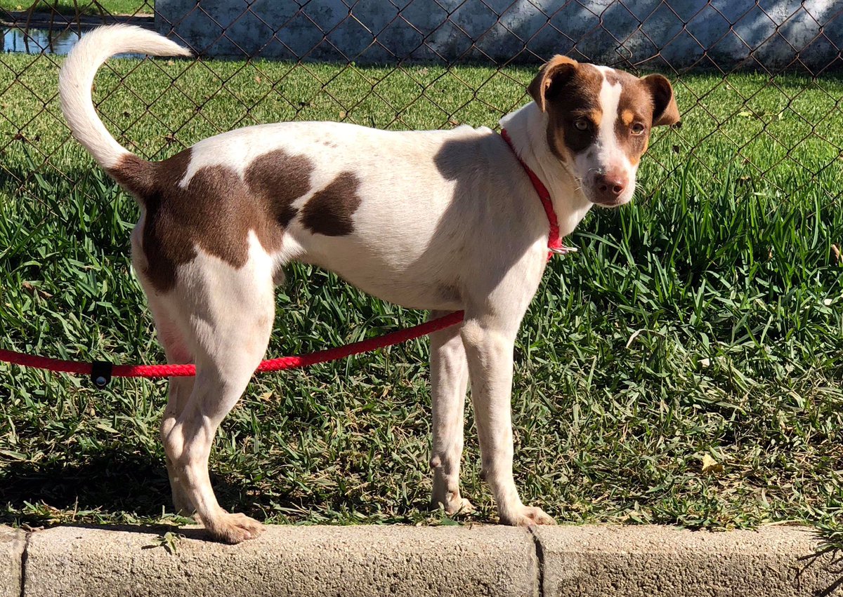 Spanish Stray Dogs (spanishstray) Twitter