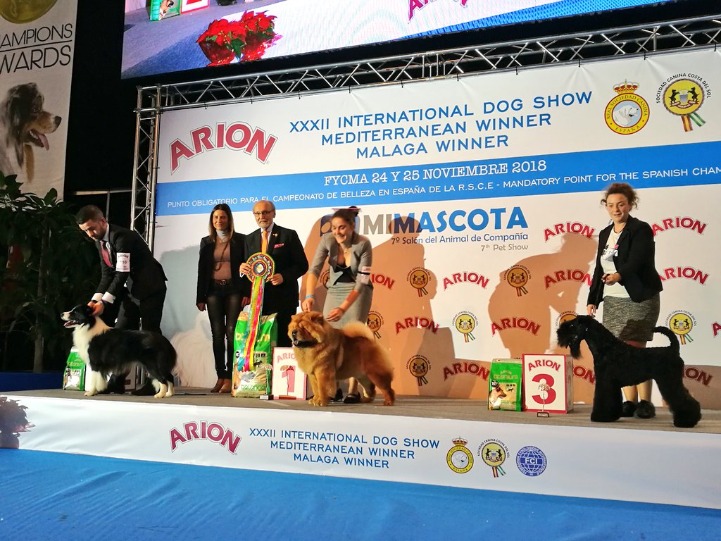 Y el ganador al premio del Mejor Joven de la XXXII Exposición Internacional Canina / #MediterraneanWinner ha sido el ejemplar Chow Chow 🐶🏆 ¡Felicidades! @Arion_ES <a href="/PrensaSCCS/">Prensa SCCS</a>