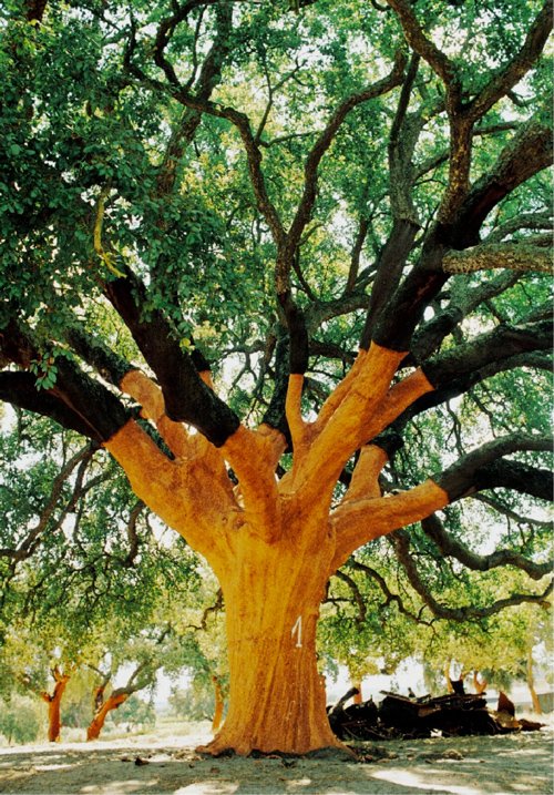 CorkFloor's tweet photo. Ever wonder how cork travels from a tree to your fabulous floor? Visit https://t.co/jWDKjJGAdn to learn all about it! No trees are ever harmed to make our 100% cork tiles. Order your 3 FREE samples and design your dream floor, wall, or ceiling!

The Whistler Tree image: @VinePair https://t.co/ZagAaQucjN