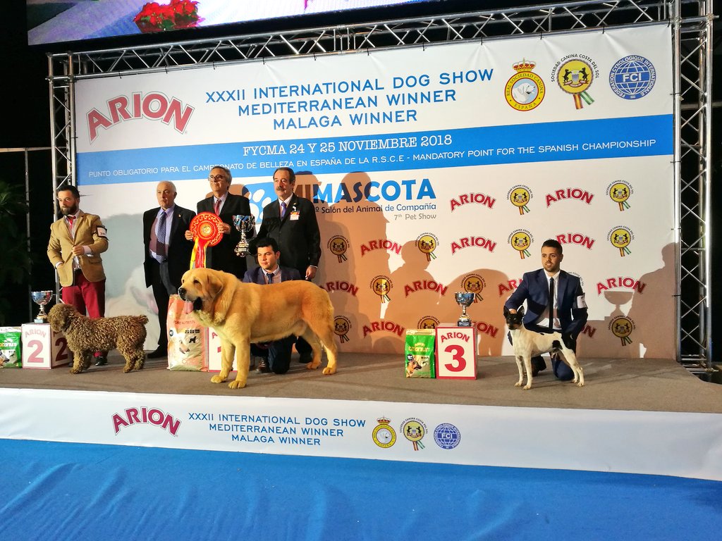 Y, por último, el mejor ejemplar de raza española de la XXXII Exposición Internacional Canina / #MediterraneanWinner ha sido el Mastín Español. ¡Enhorabuena! 🐶🏆 | #MiMascotaMLG  @Arion_ES <a href="/PrensaSCCS/">Prensa SCCS</a>