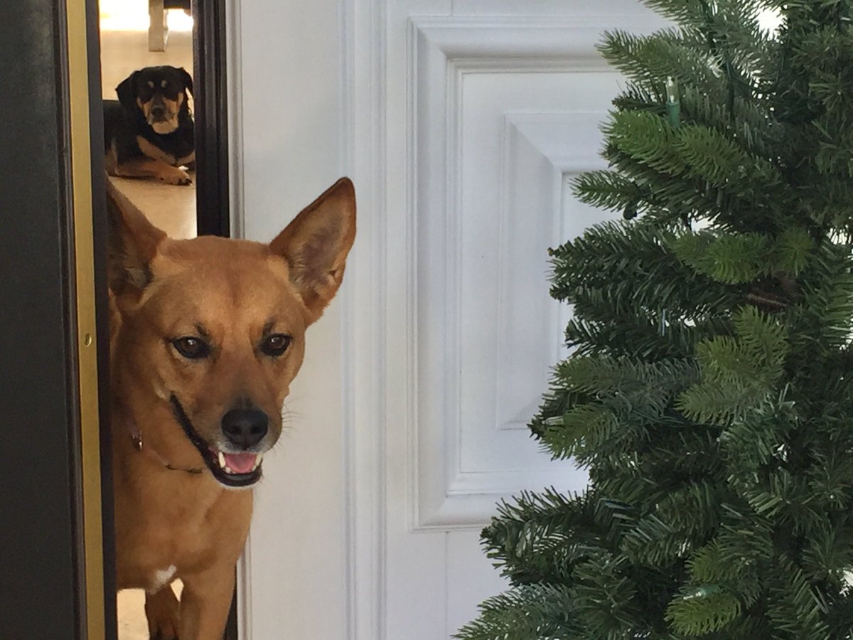 ChristinaDG's tweet image. Sometimes you can’t wait to open the door to see who’s there... other times you’re like “nah, I’ll stay back here chilling”. #differentdogs #differentattitudes #bestfriends