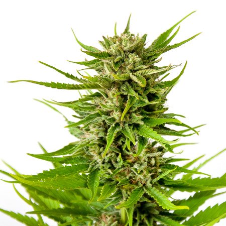 AllbyHemp's tweet photo. #CBD #cbdoil #CBDproducten #CBDoil #THC #THCvrij
#bitcoin #Ripple #TRON #Reddcoin #BitcoinCash #Bittrex #Bittrex #RippleRiddler #ripplenews #Stellar #cardona #Apollo #storm #CryptoNews
Nu kopen bij #allbyhemp.com
https://t.co/VZCkIojgTx https://t.co/nAQCS7Eno9