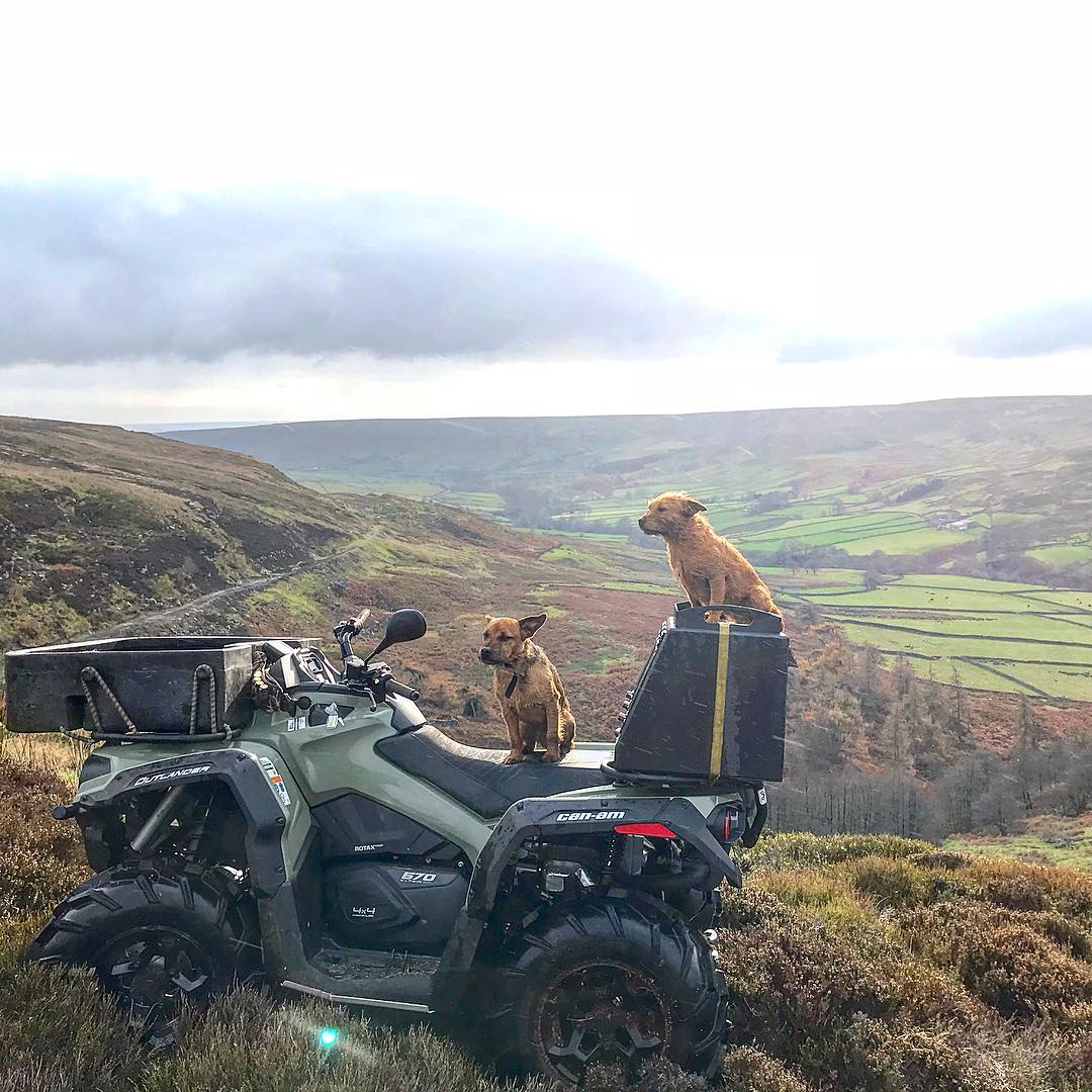 Morning drive with the gang! 🐾 📸via Matthew H.