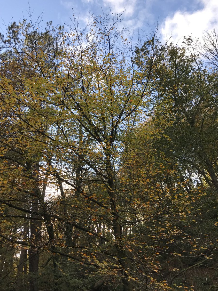 Reflecting. gothicfae.wordpress.com/2018/11/25/ref…