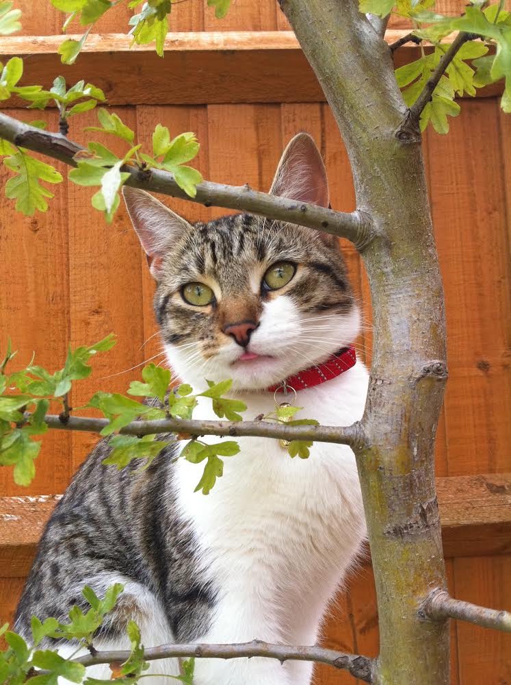 paws4thought09's tweet photo. What I was meant to be doing was looking through my photos for local shots I’ve taken, what I was distracted by were these! 😻 #picturesofthecat #gettingdistracted #timespentwithcatsisneverwasted #timeflies #lovehim #walkieswiththecat https://t.co/pZucxLV40m