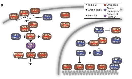 6. Molecular: exome sequencing of DM showed high mutational burden, mutations in the promoter of NFKBIE gene, no BRAF V600 mutations but instead in about 55% of the cases inactivation of the NF1 tumor suppressor. The article is freely available in PMC  https://www.ncbi.nlm.nih.gov/pmc/articles/PMC4589486/