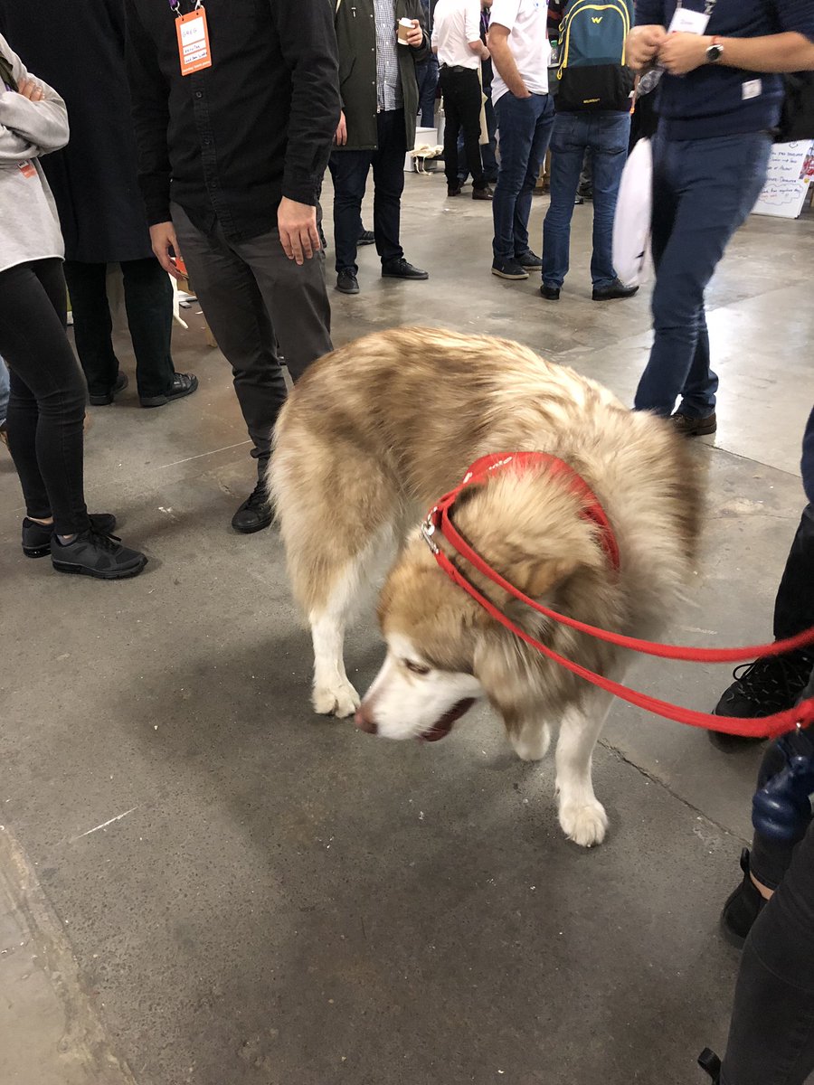 pam_desilva's tweet photo. Had the chance to meet lots of great companies at @milkroundabout today but no company ambassador was cuter than this one from @tailsdogfood 🐶 #SMRnov18 https://t.co/jFGGTnZlsK