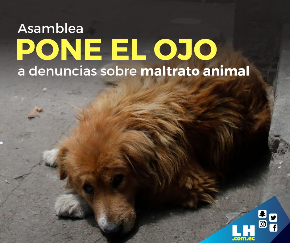 lahoraecuador's tweet photo. El Grupo Parlamentario por el #BienestarAnimal de la #AsambleaNacional recibió a representantes de una fundación que señalaron que en Esmeraldas hay miles de animales abandonados a pesar de una ordenanza aprobada para proteger fauna urbana y silvestre.

►https://t.co/QApyHjis5Z https://t.co/KtWYFufZmv