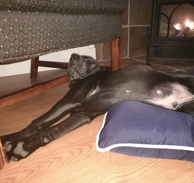 Mary_Nam's tweet photo. Weekend vibes. Or when everyone is watching Mission Impossible: Fallout and ignoring me.
#rocky #17weeks #labpuppy
#labradorsofinstagram #labsofseattle #labradorretriever #charcoallab #charcoallabrador #greylab #lablife #lablife #puppylife #puppylove #l… https://t.co/iKY4WpMSeI https://t.co/LEgmuDkXQP