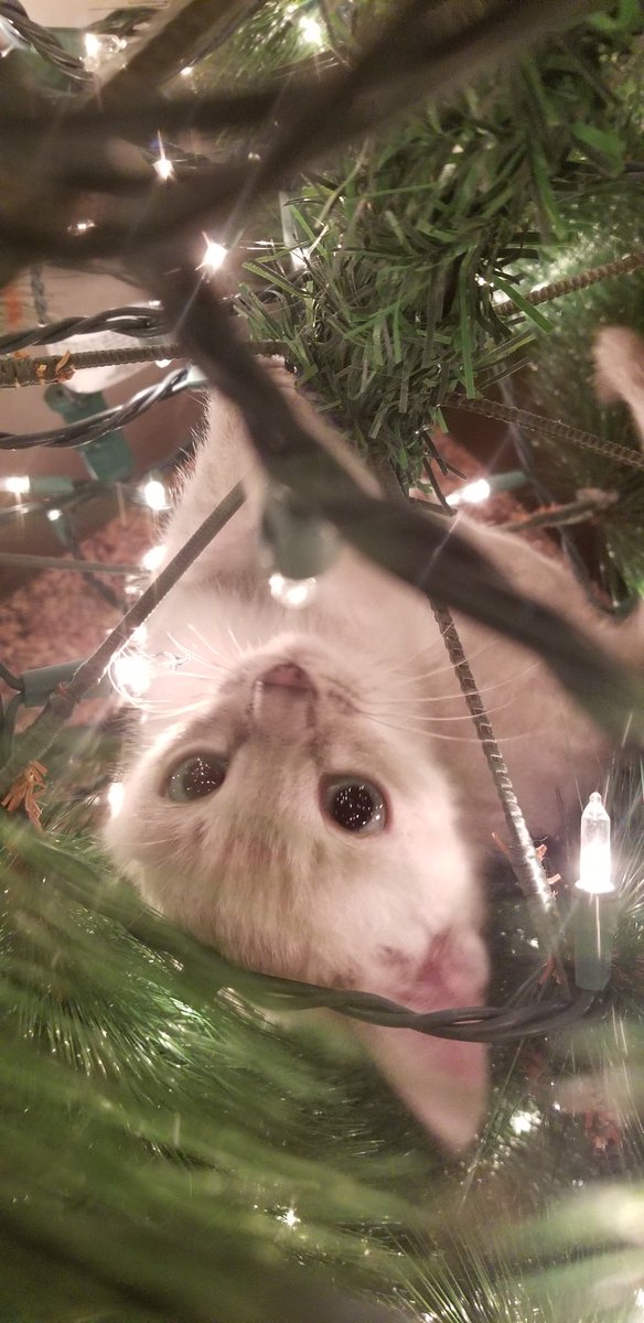 Kittens first christmas. The magic of a 1,000 star filled universes reflects in those eyes. Or christmas light,  lots of christmas lights,  this is why we use shatterproof ornaments!