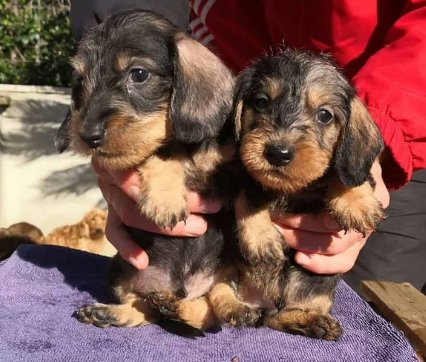 APaltrinie's tweet photo. nuovi arrivi DI MARPAL KENNEL FCI  bassottini cinghiale e arlecchini p ruvido❤️❤️❤️❤️ https://t.co/gkqufE03Sl