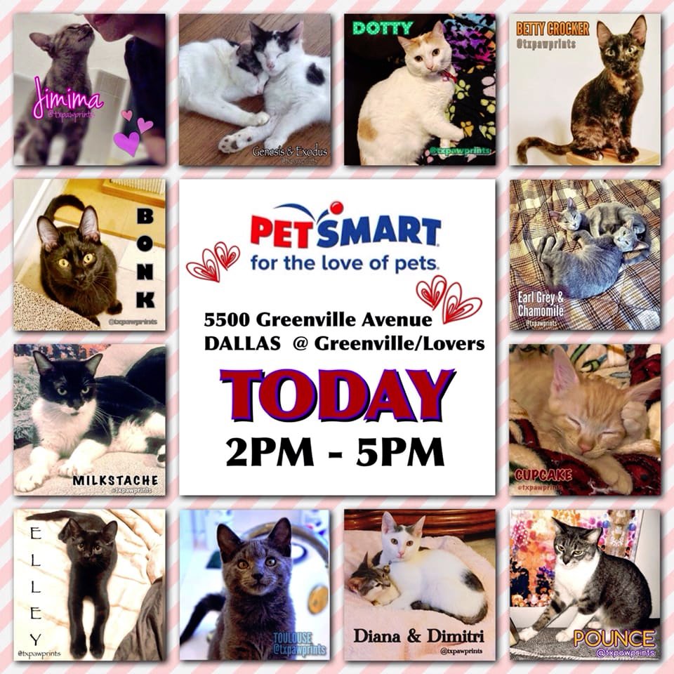 txpawprints's tweet photo. Come see us at @Petsmart on Greenvile Ave in Dallas today from 2-5 pm.  

We'll have our adoptable cats and kittens for you to meet.  Will you find your #furbaby today?

#AdoptDontShop #fortheloveofpets #picme #dfwcats #dallascats #catsoftwitter #dallasevents #furryfriend https://t.co/zBVTsisPpG