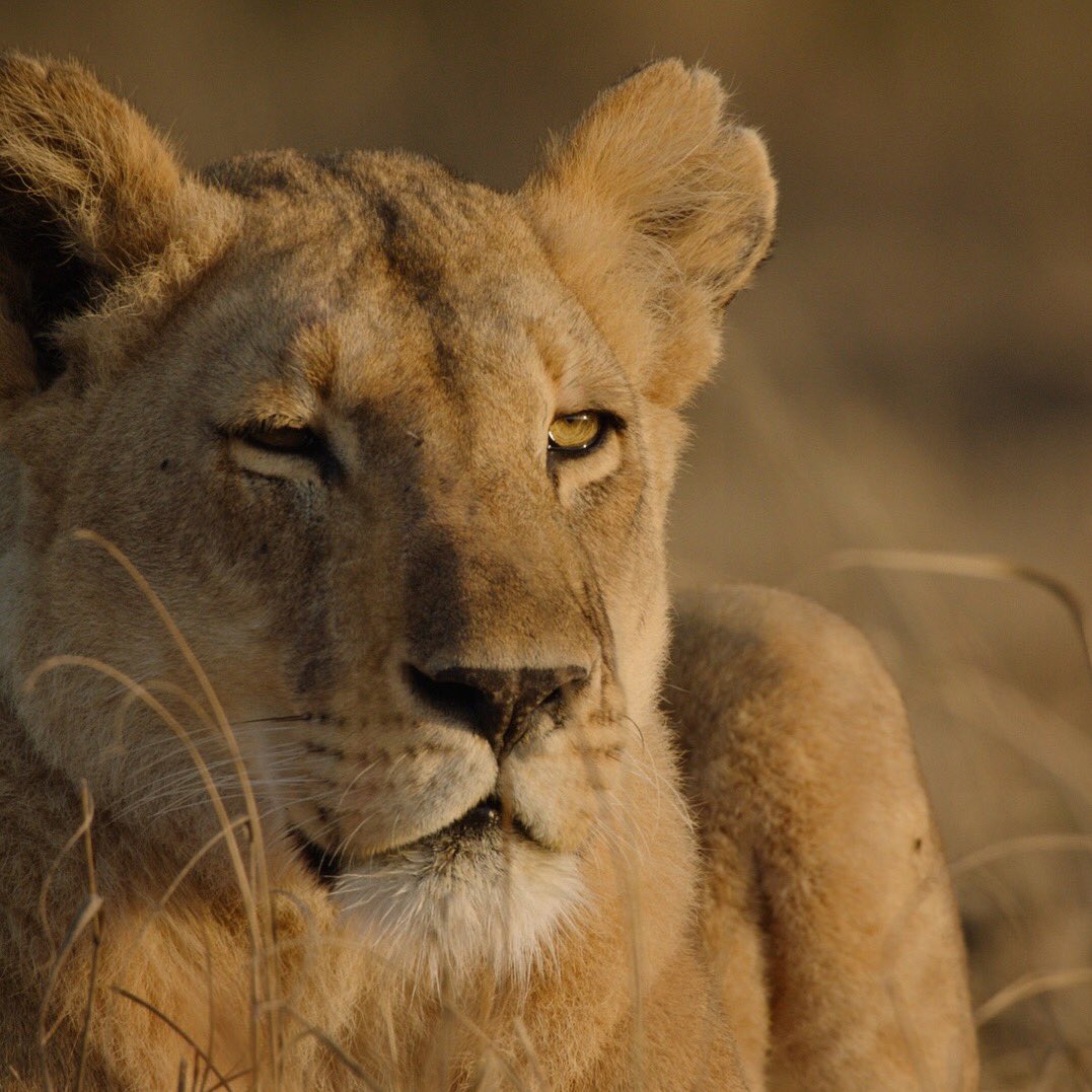 S_Darlington's tweet photo. Charm, our hero #Dynasties @BBCOne 8pm tonight @BBCEarth https://t.co/HyPOIoZhQz