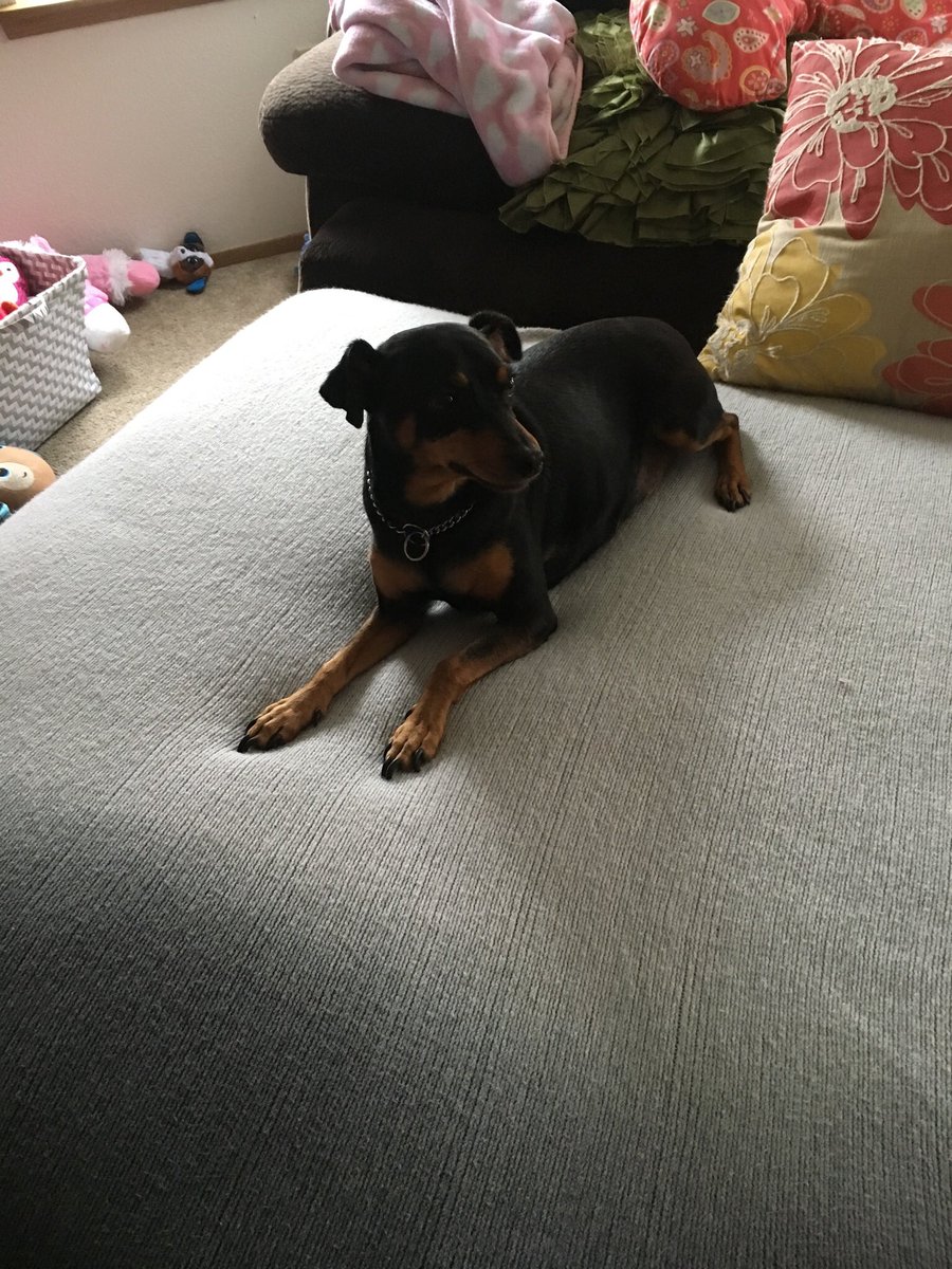 sparkle pink dog food