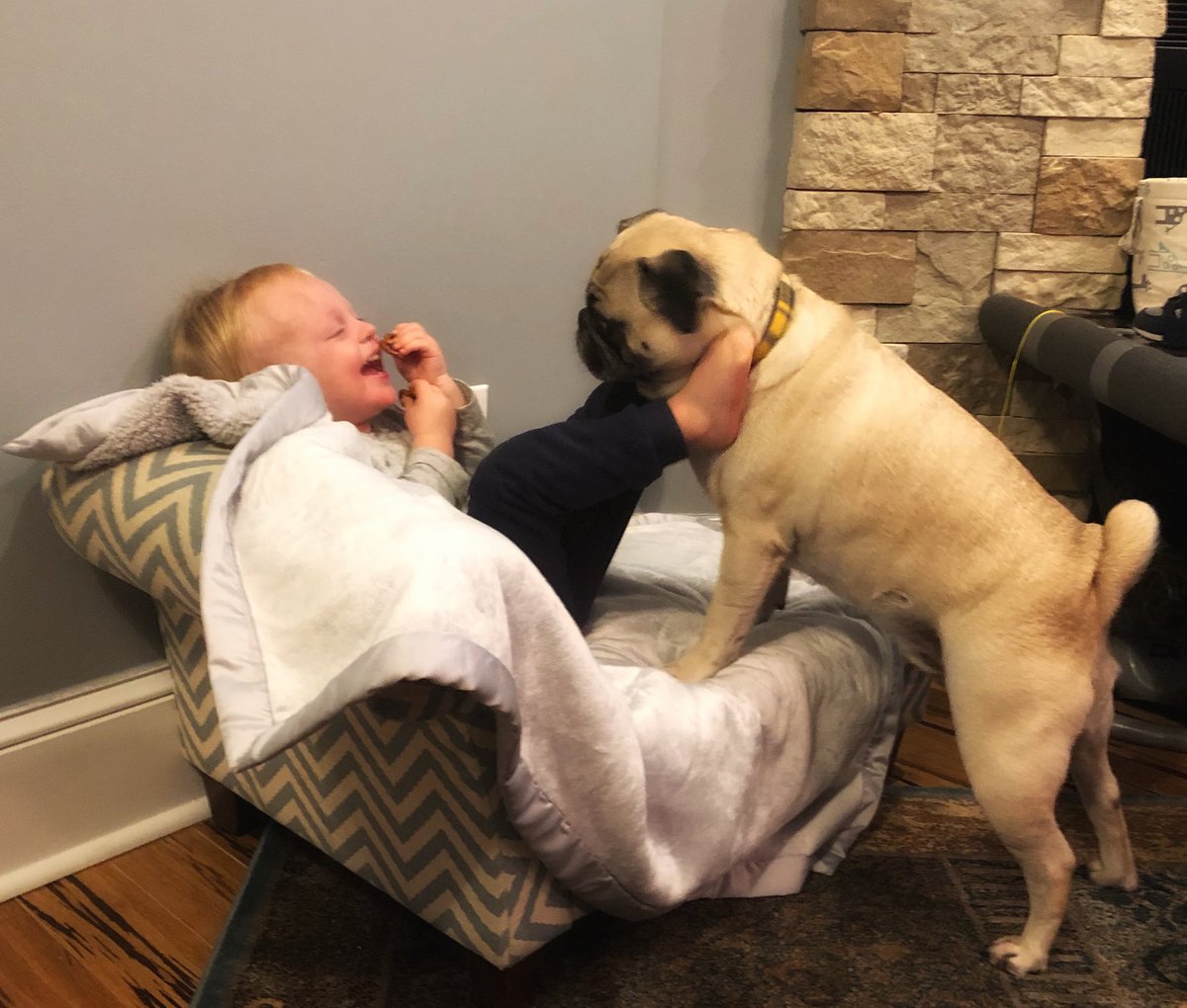 axlrunningpug's tweet photo. #ToddlersAreCrazy #SharingIsCaring #BrotherlyLove #PugsAndToddlers https://t.co/BwmG8603PI