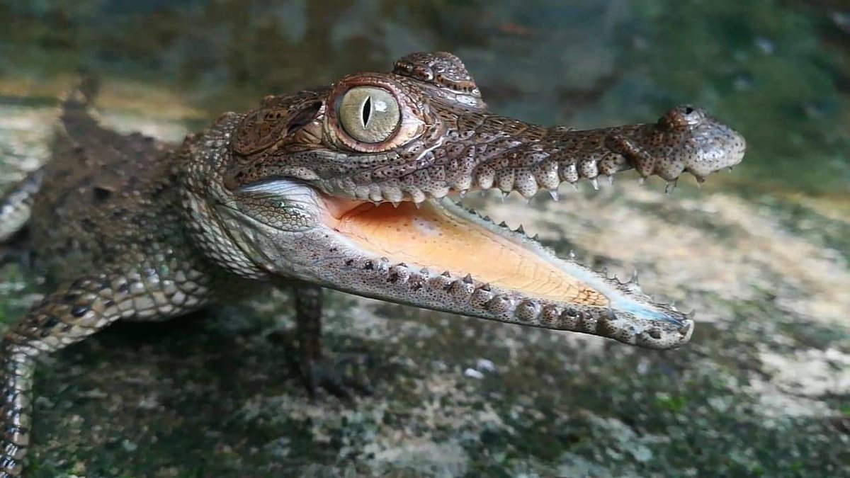 SiComoNo_Resort's tweet photo. Don't miss the chance to meet this little guy in person. Visit us today!!! @greentiquehotels #babyanimals #crocosaur #babycrocs #costarica https://t.co/3Du4K11oms