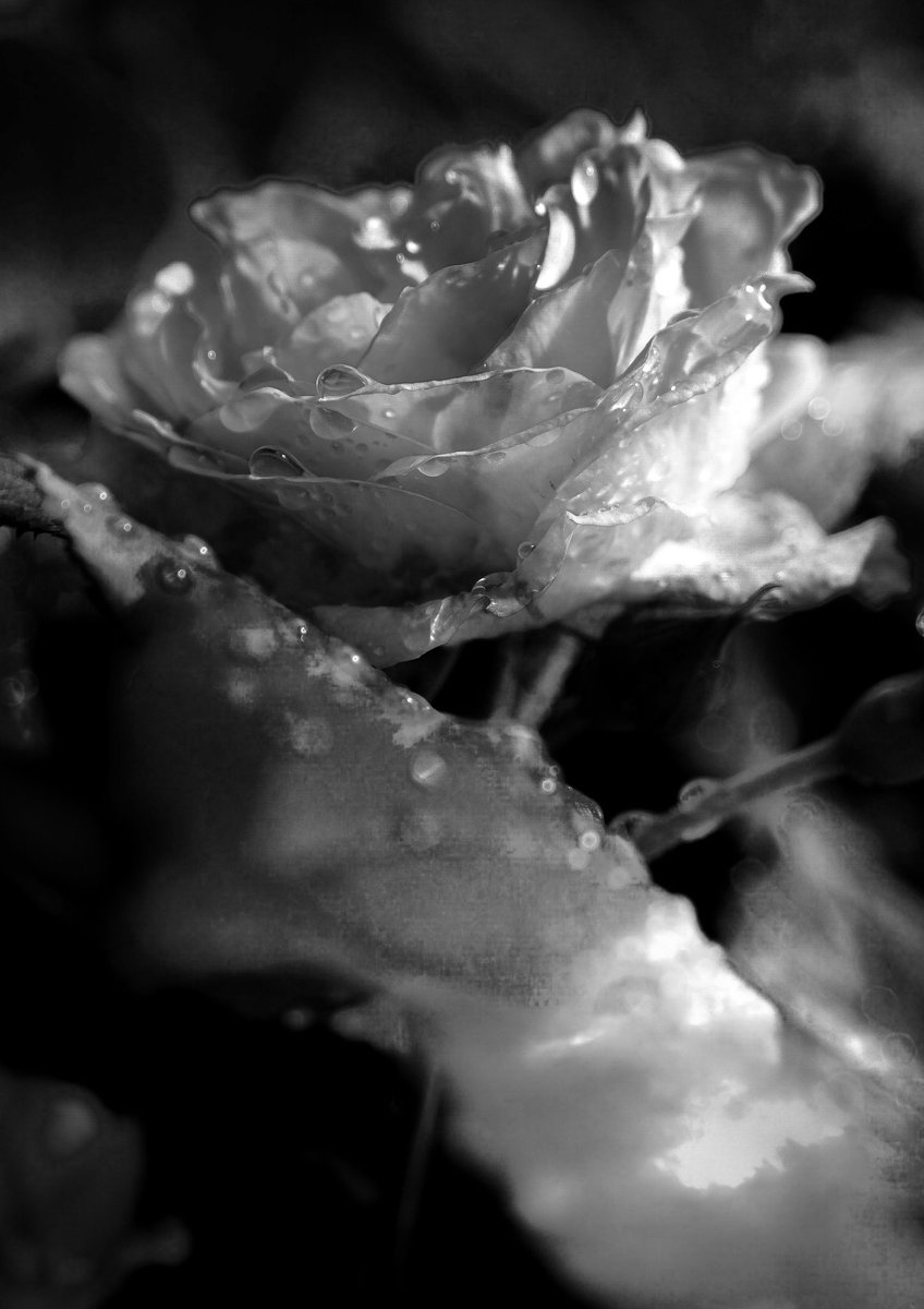 GridWhite's tweet photo. monochrome 0074

白と黒だけでバラを。色がないから見える魅力もある。

#バラ
#モノクロ
#photography
#キリトリセカイ
#ファインダー越しの私の世界
#写真好きな人と繋がりたい https://t.co/8SUJHpRUmp